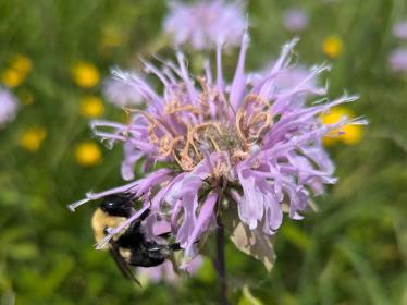 Bee on bee balm