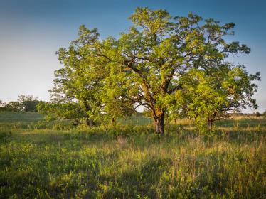 Bur oak in savanna