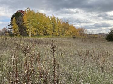 Fall field at Carver