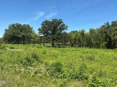 Dakota Conservation Area first growing season Oak savanna growing green