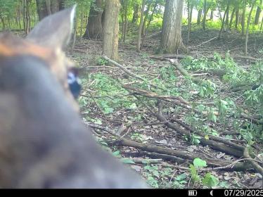 Deer peeking at wildlife camera