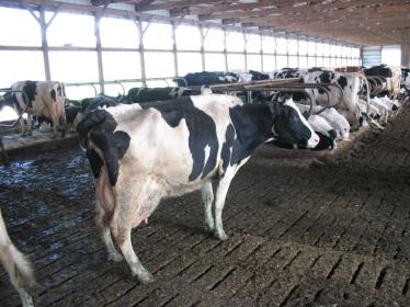 Cow in a feedlot