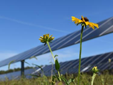 Black-eyed Susan and solar panels
