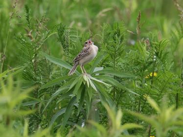 Grasshopper sparrow singing