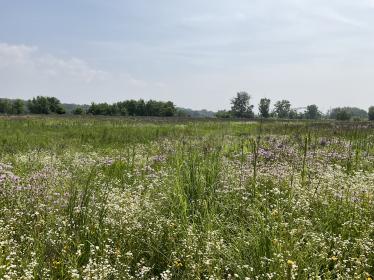 Wildflowers and Hastings bridge