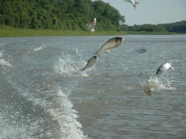 Silver carp jumping out of the water