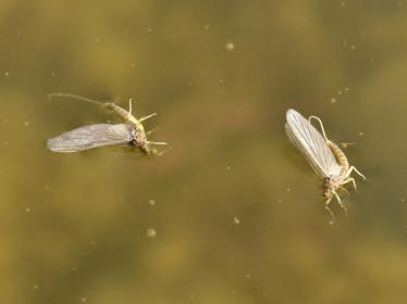 A close-up of two mayflies.