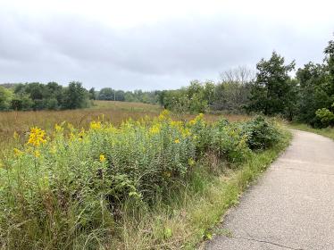 Goldenrod blooms next to trail