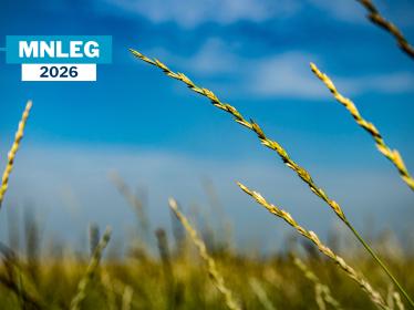 A strand of Kernza against a blue sky.