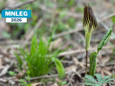 Skunk cabbage at Rosemount Preserve