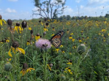 Monarch on thistle
