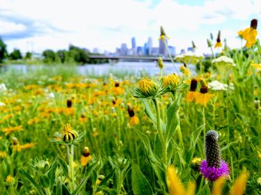 Wildflowers, river, and Minneapolis skyline