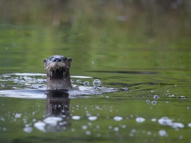 Curious otter © Getty Images via Canva.com