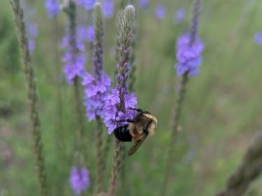 Rusty-patched bumble bee on vervain 2025 Rusty-patched bumble bee on vervain