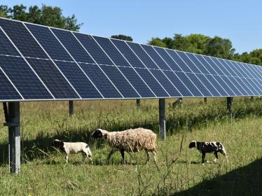 Ewe and lambs under solar panels