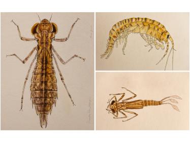 Three macroinvertebrate watercolors