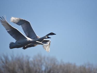 Two trumpeter swans fly over bare trees