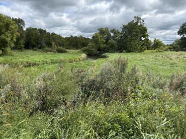 Wetland area