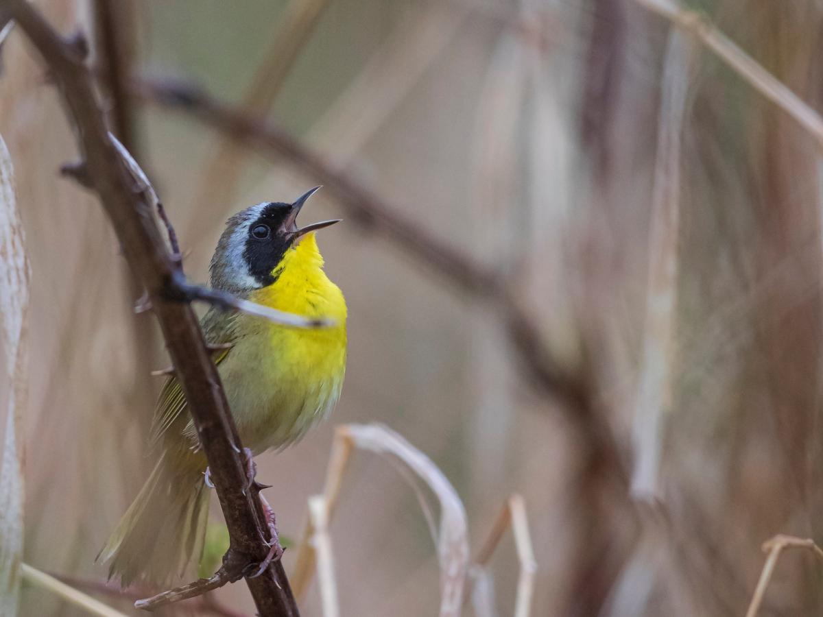 A singing common yellowthroat grips a thorny branch.