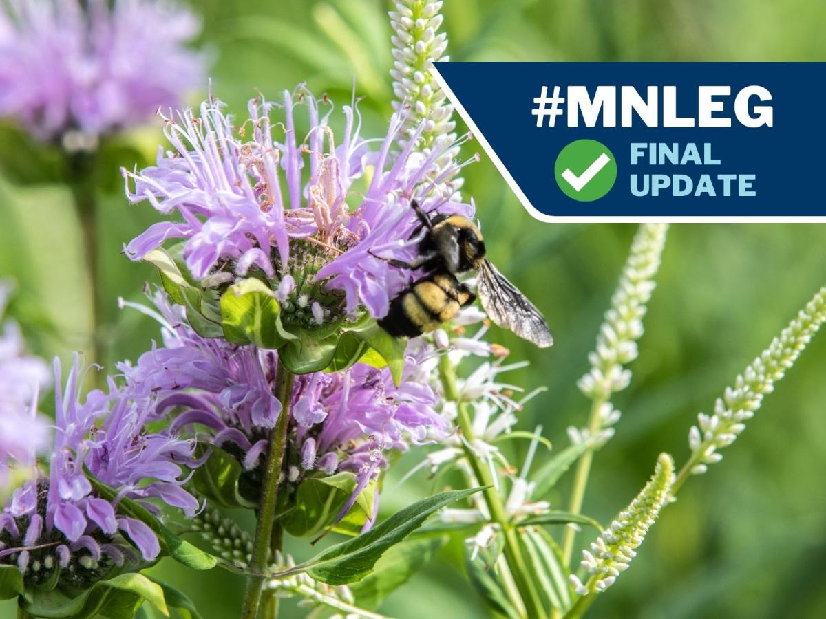 Native plants and bee + text "#MNLEG Final Update"
