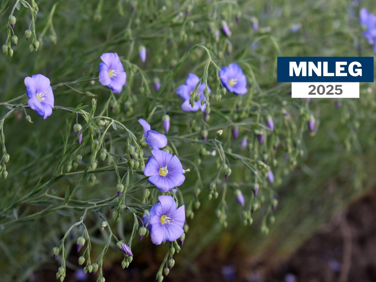 A close-up of purple perennial flax flowers. Text says "MNLEG 2025"