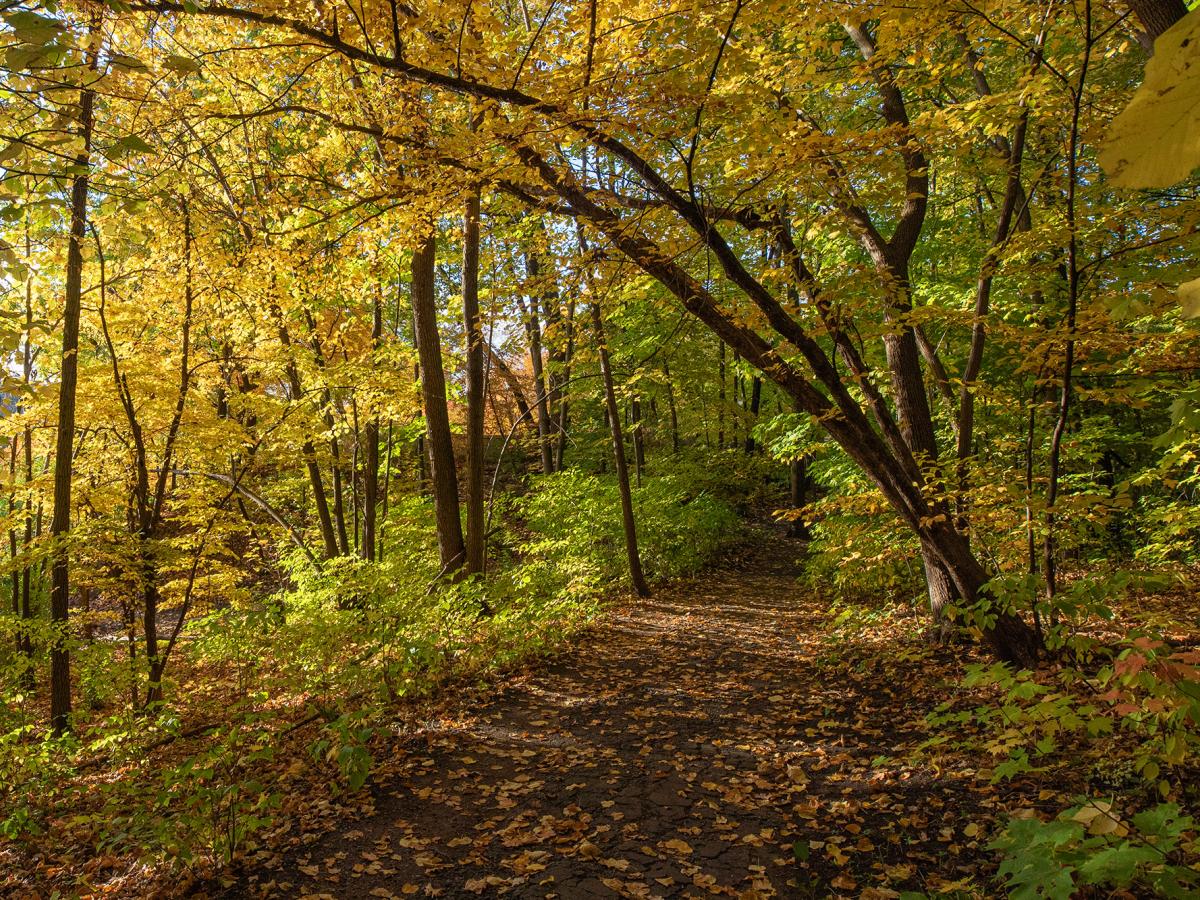 Trail through golden maple basswood forest