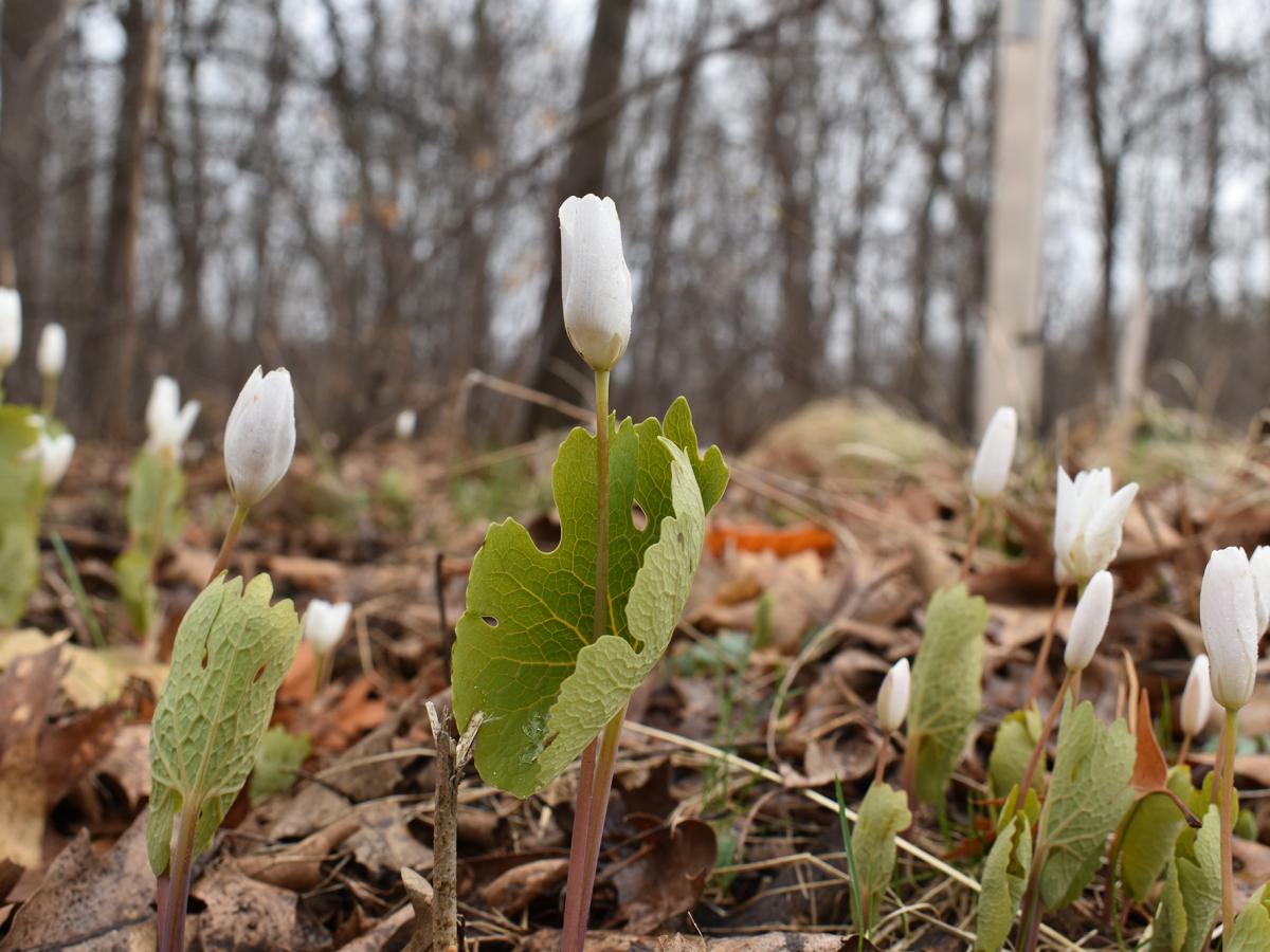 Closed bloodroot flowers in brown woods 
