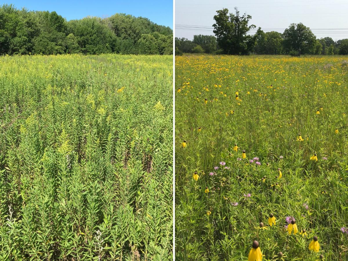 Canada goldenrod on the left, more diverse prairie on the right