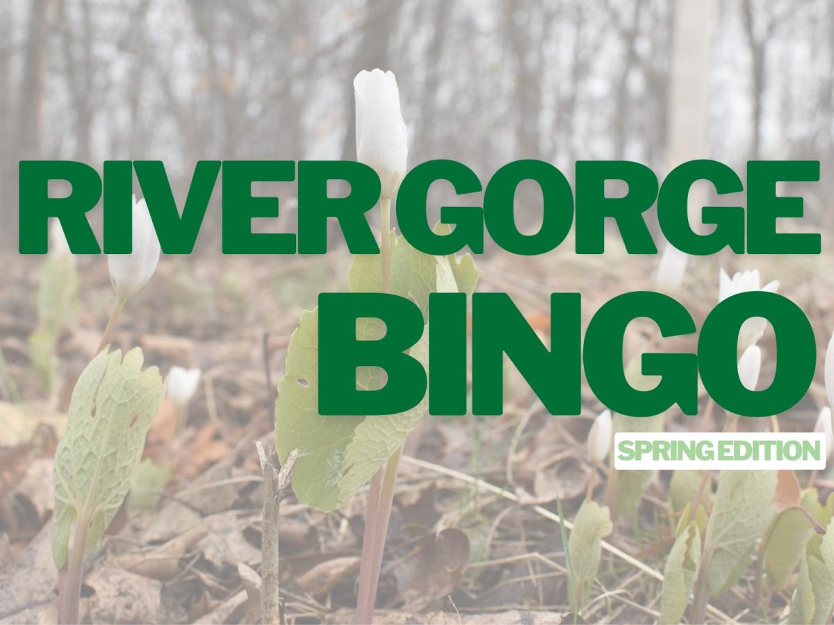 Bloodroot plus text: River Gorge Bingo Spring Edition