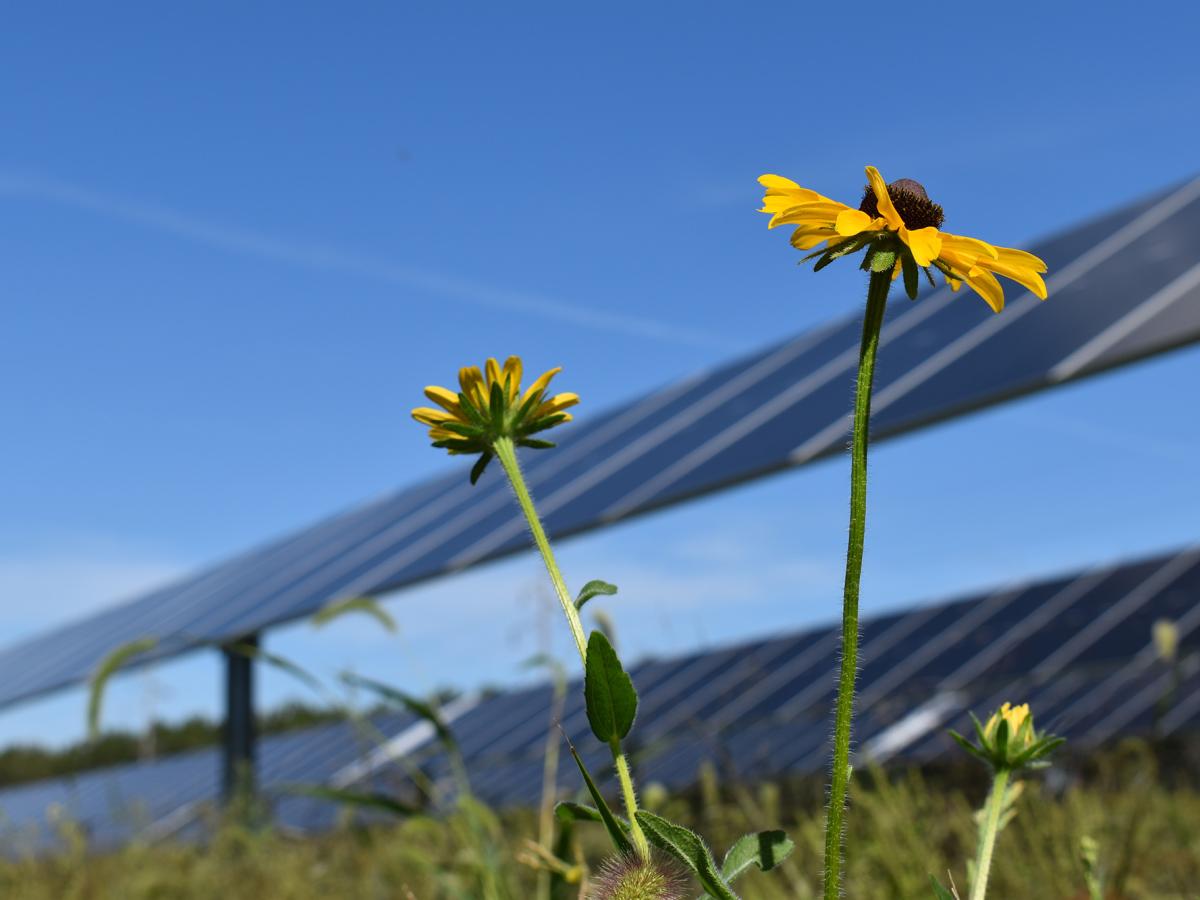 Black-eyed Susan and solar panels