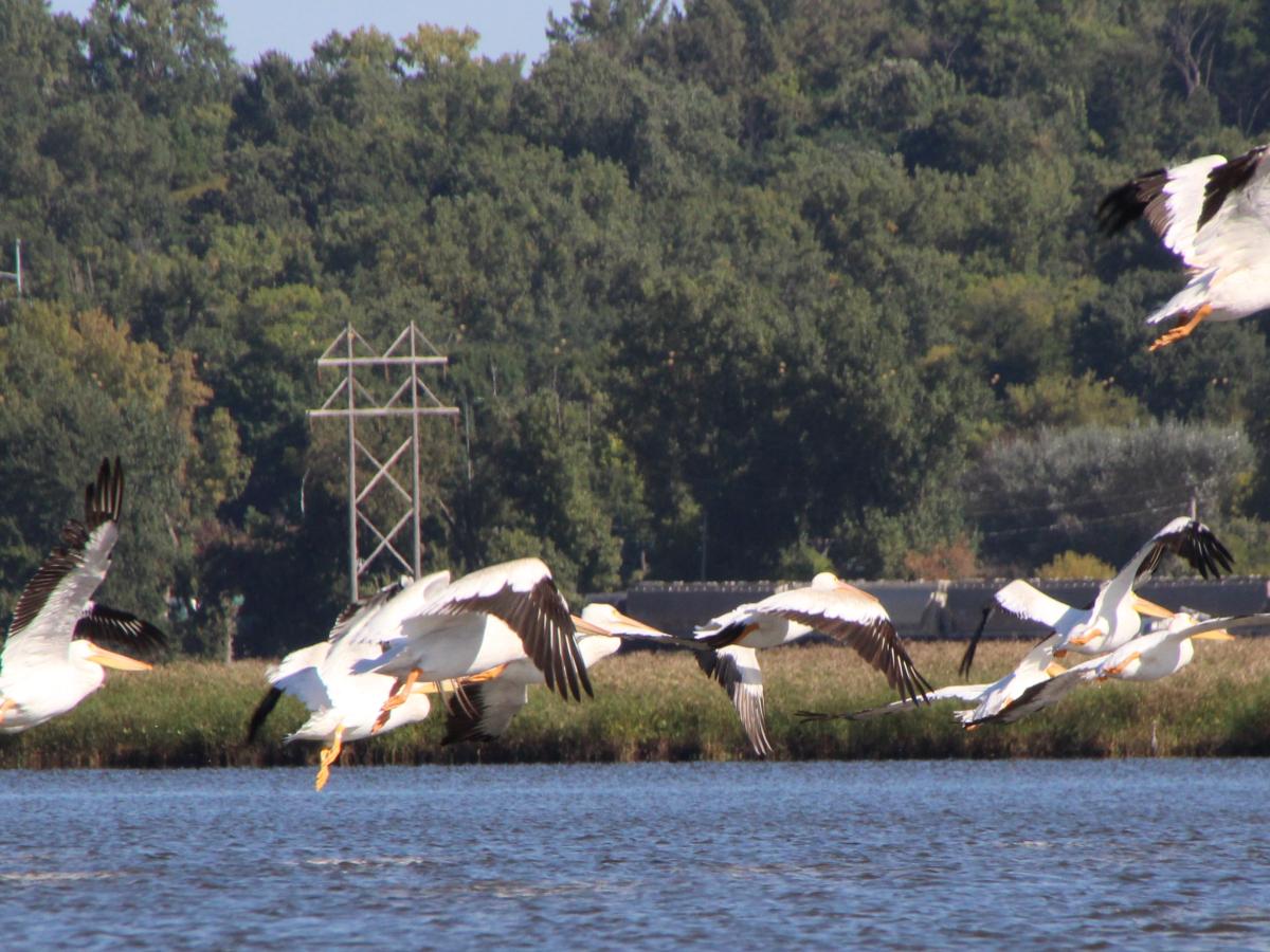 Pelicans fly up from Pig's Eye Lake