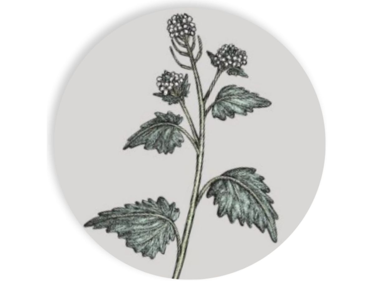 A print illustration of garlic mustard,