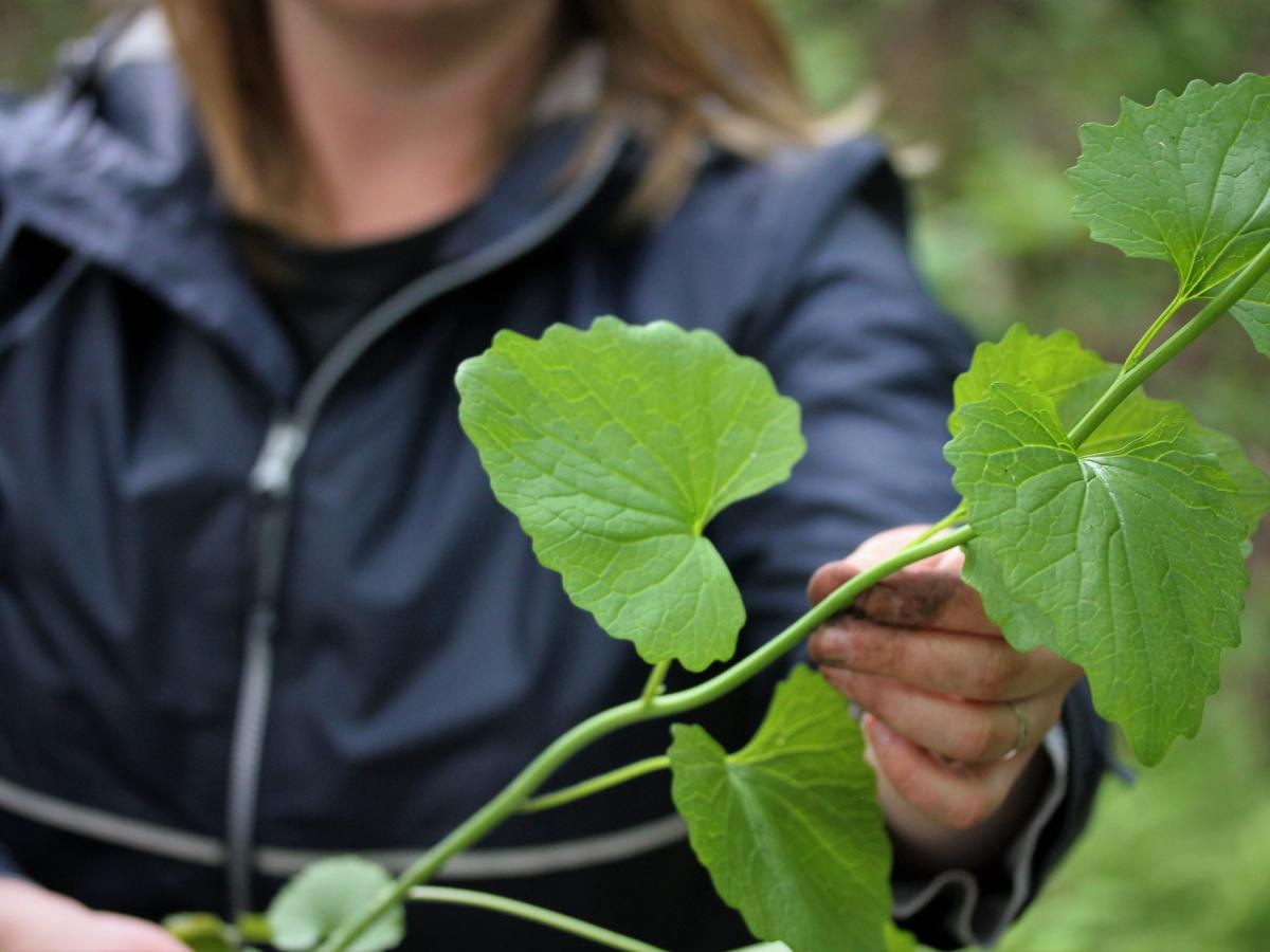 A volunteer holds up garlic mustard, one of many plants ready to be pulled this spring