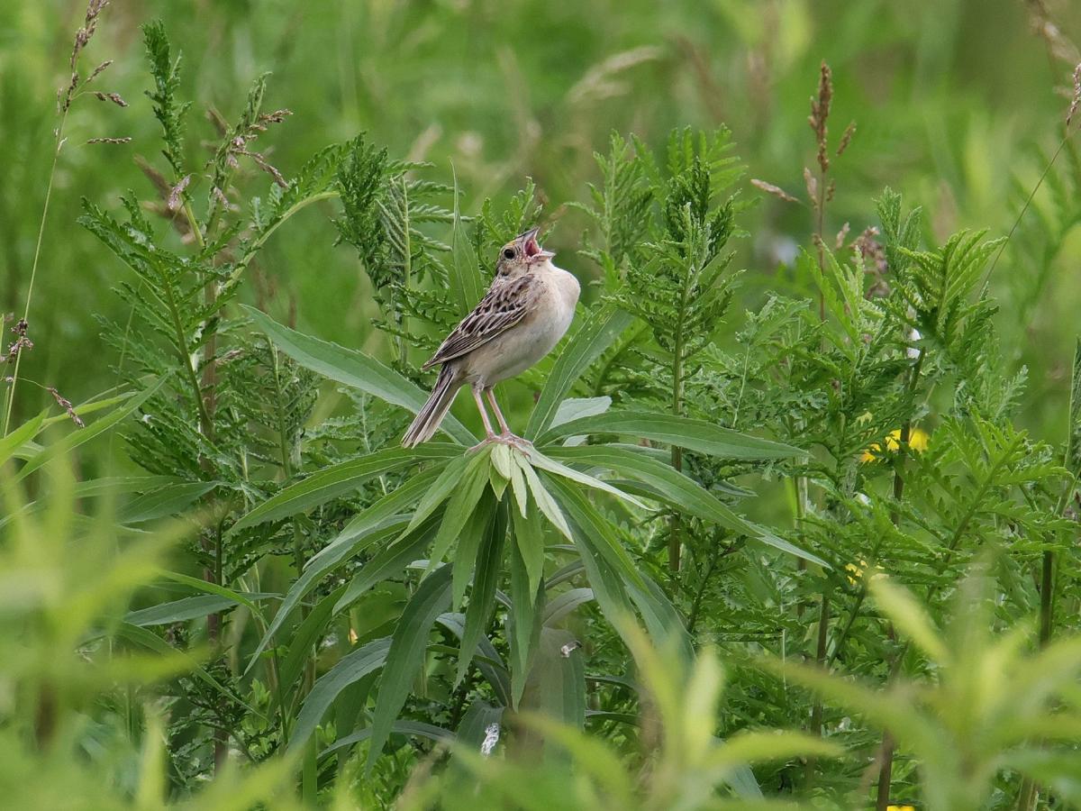 Grasshopper sparrow singing