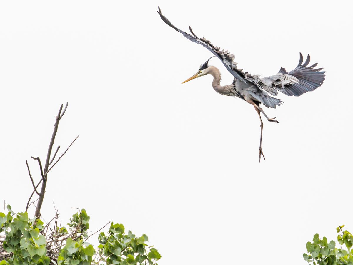 Great blue heron approaches nest