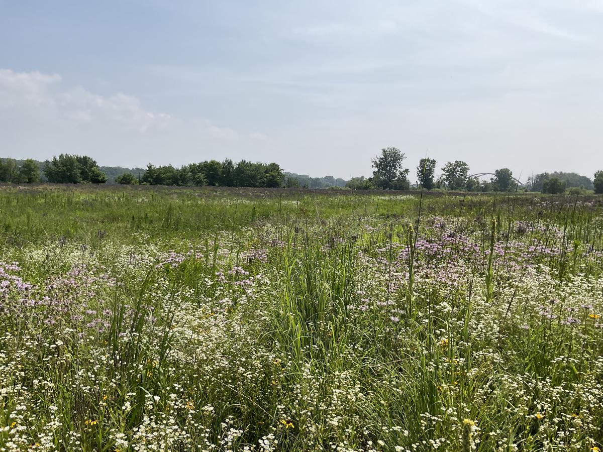 Wildflowers and Hastings bridge