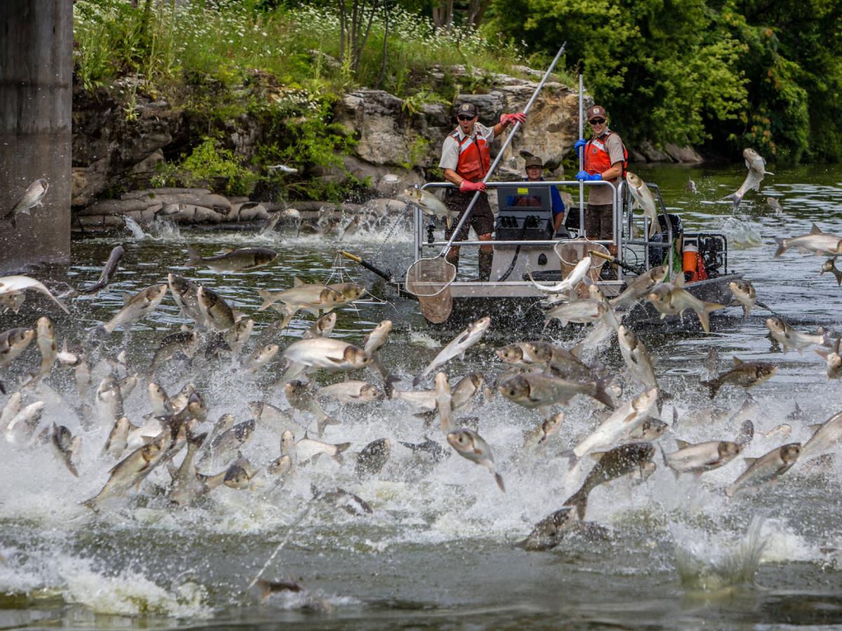 A mass of sliver carp jumping high out of the water. Two carp researchers stand on a boat behind the jumping carp, holding nets.