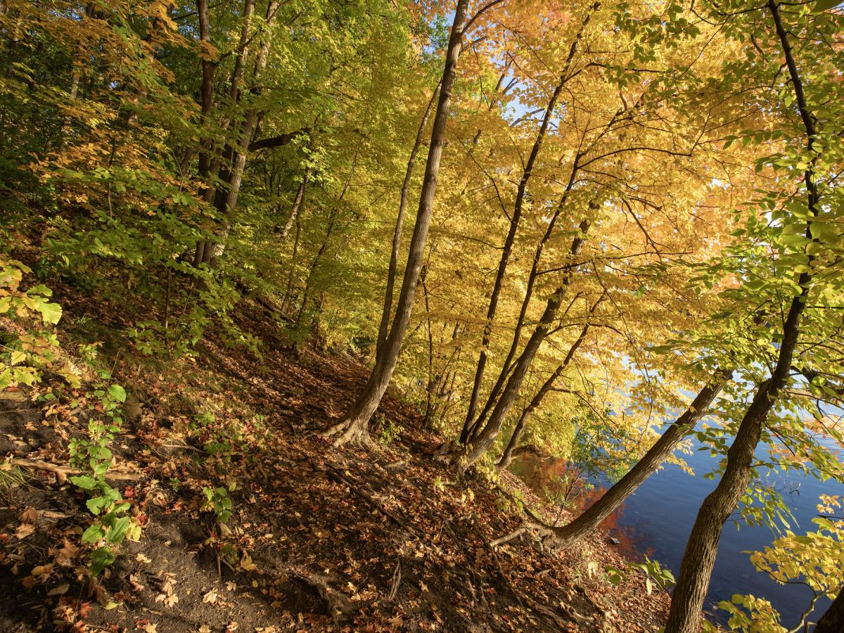 Golden maple basswood forest by the river