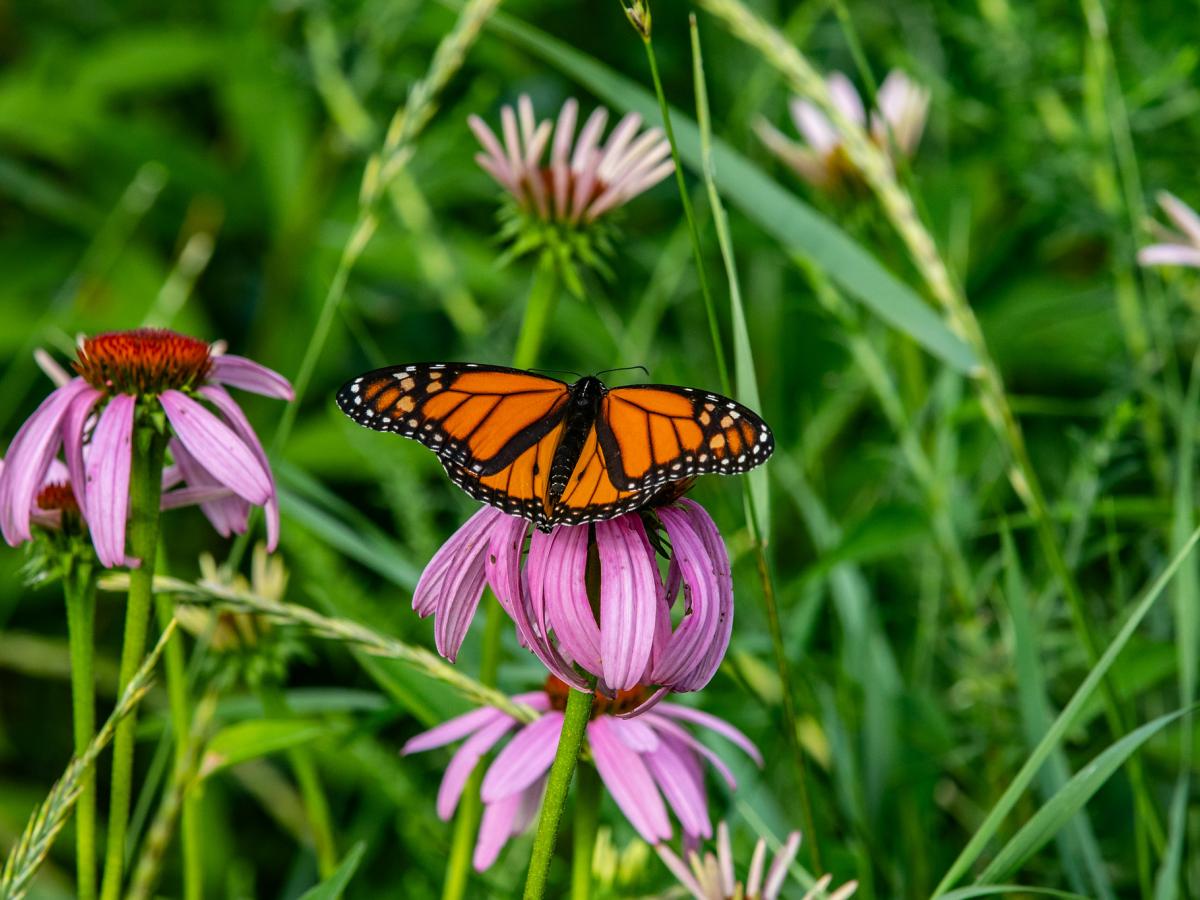 Monarch butterfly on a purple coneflower