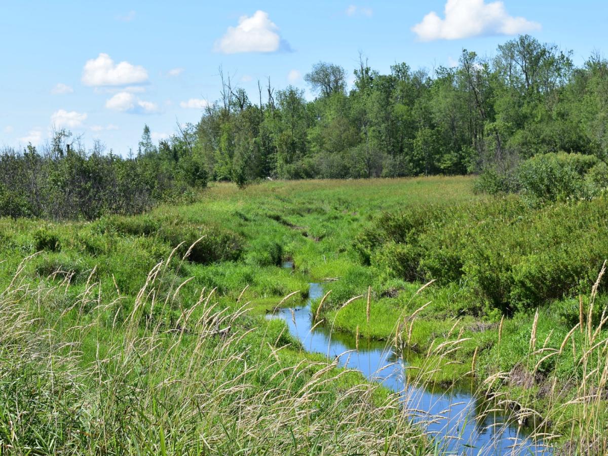 A small stream cuts through lush, green land near the proposed mine site.