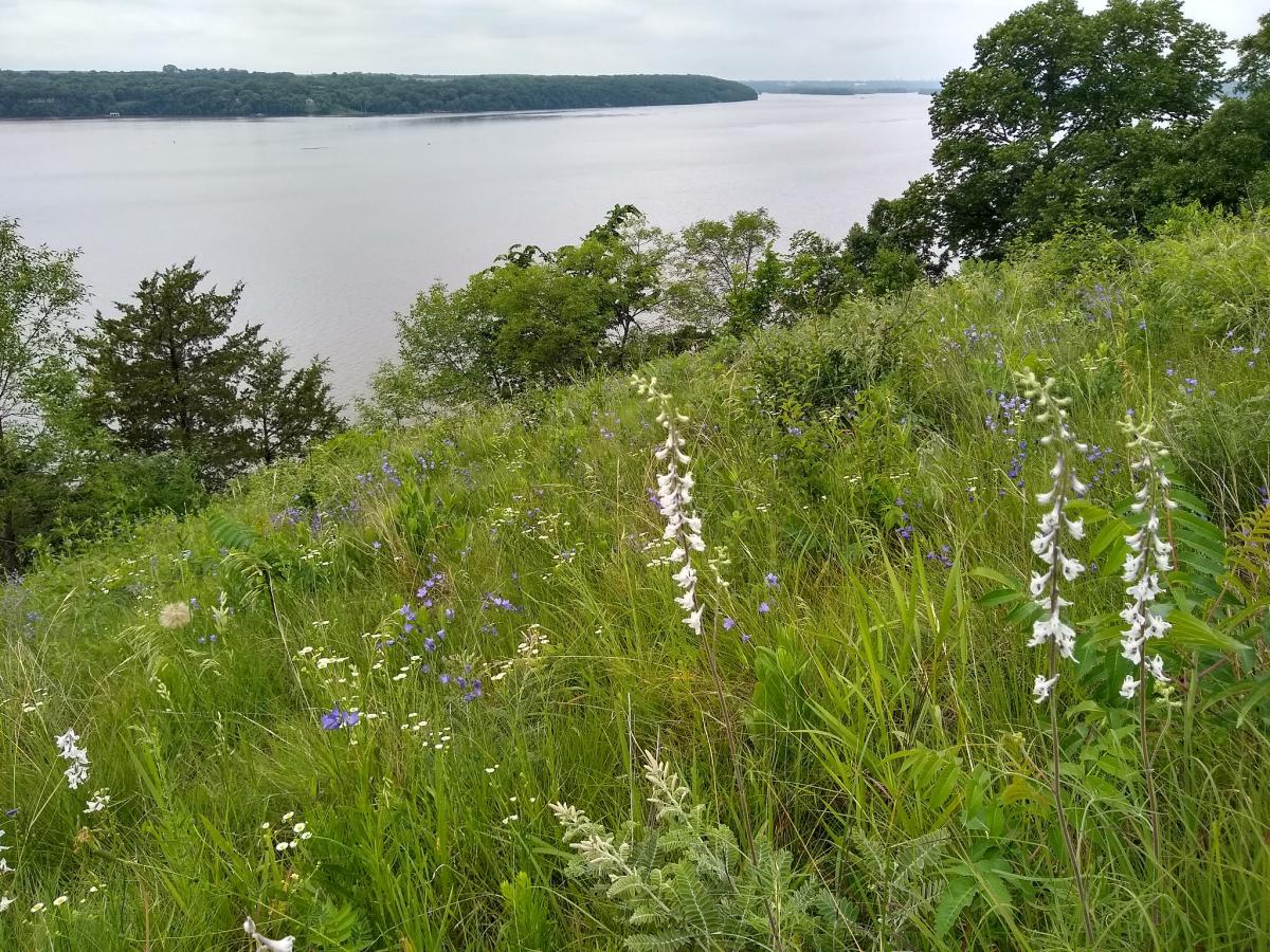 Wildflowers on a bluff overlooking the river