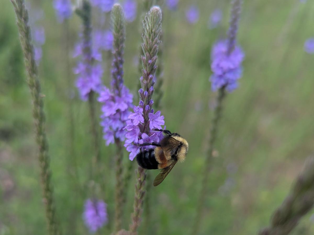 Rusty-patched bumble bee on vervain