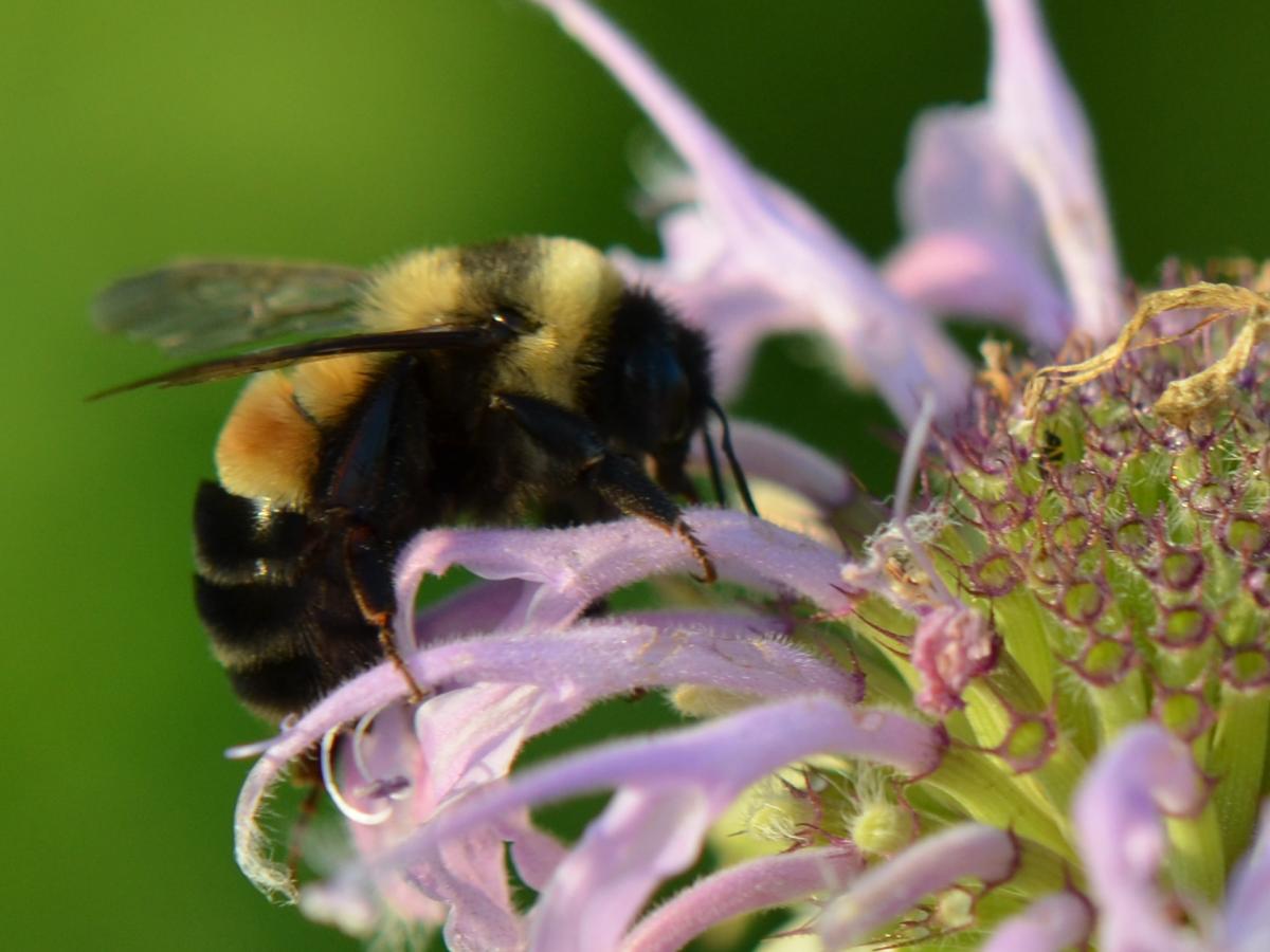 russty patched bumble bee on bergamot