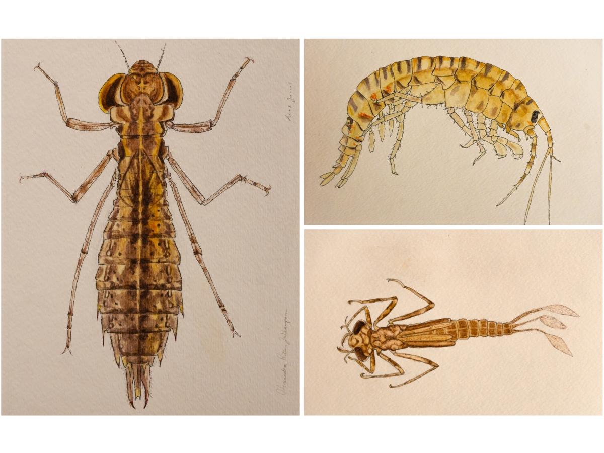 Three macroinvertebrate watercolors