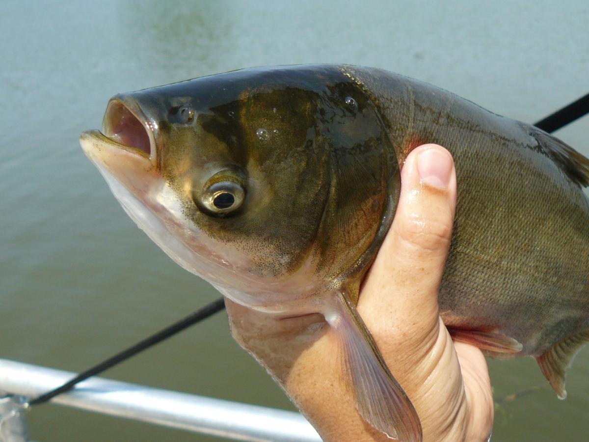 A hand holds an invasive silver carp out of the water.