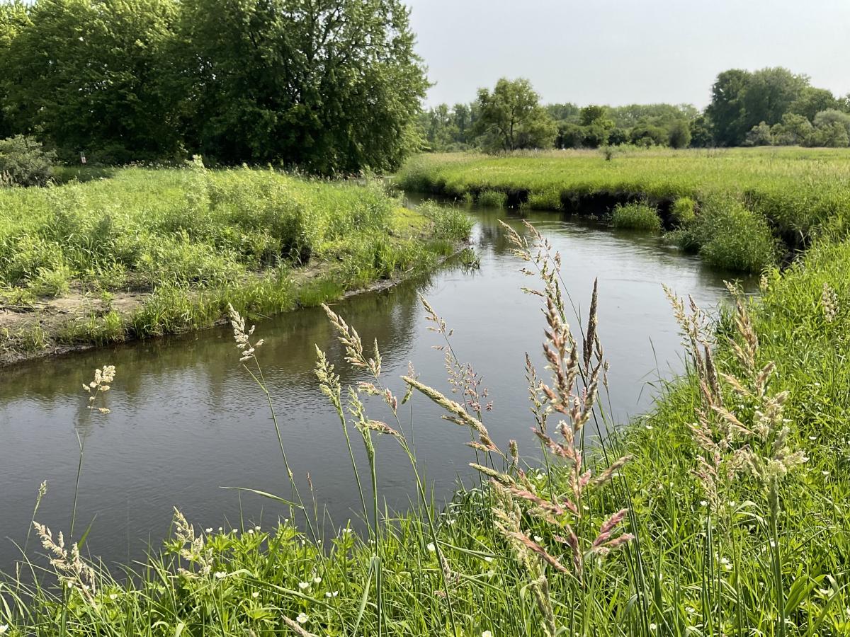 Vermillion River flows through reed canary grass
