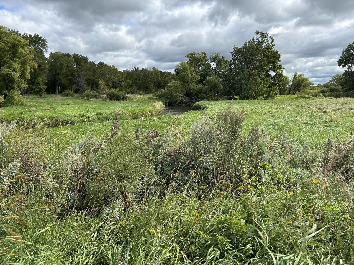 Wetland area