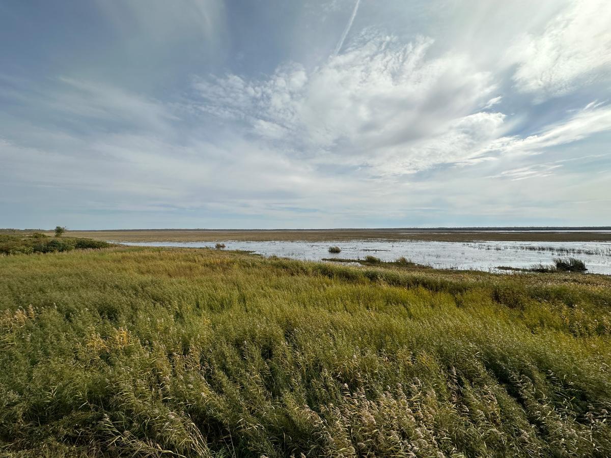 Minnesota wetland