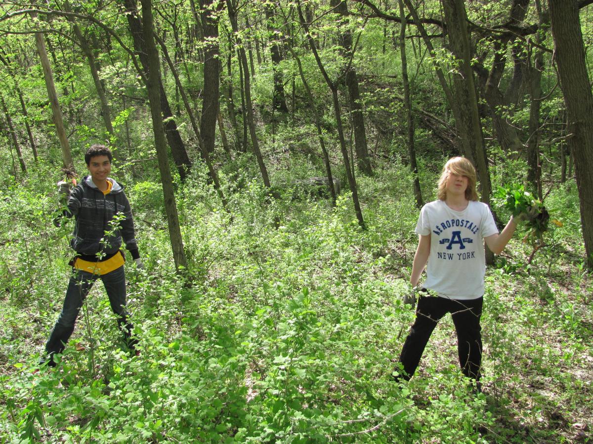 Students from Hastings High School remove invasives at Weiss Woods