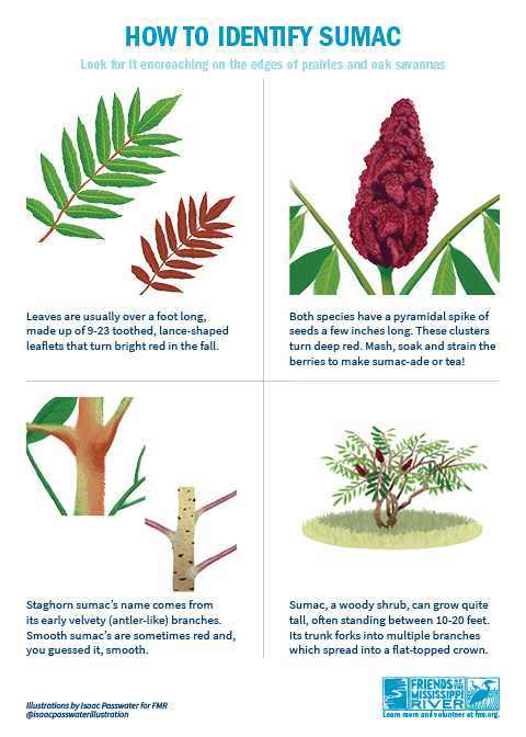 Sumac ID Sumac ID